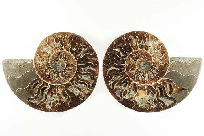 5.55" Cut & Polished, Agatized Ammonite Fossil - Madagascar